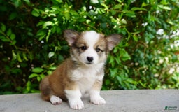 American Corgi dogs for sale: Slate - Image 7