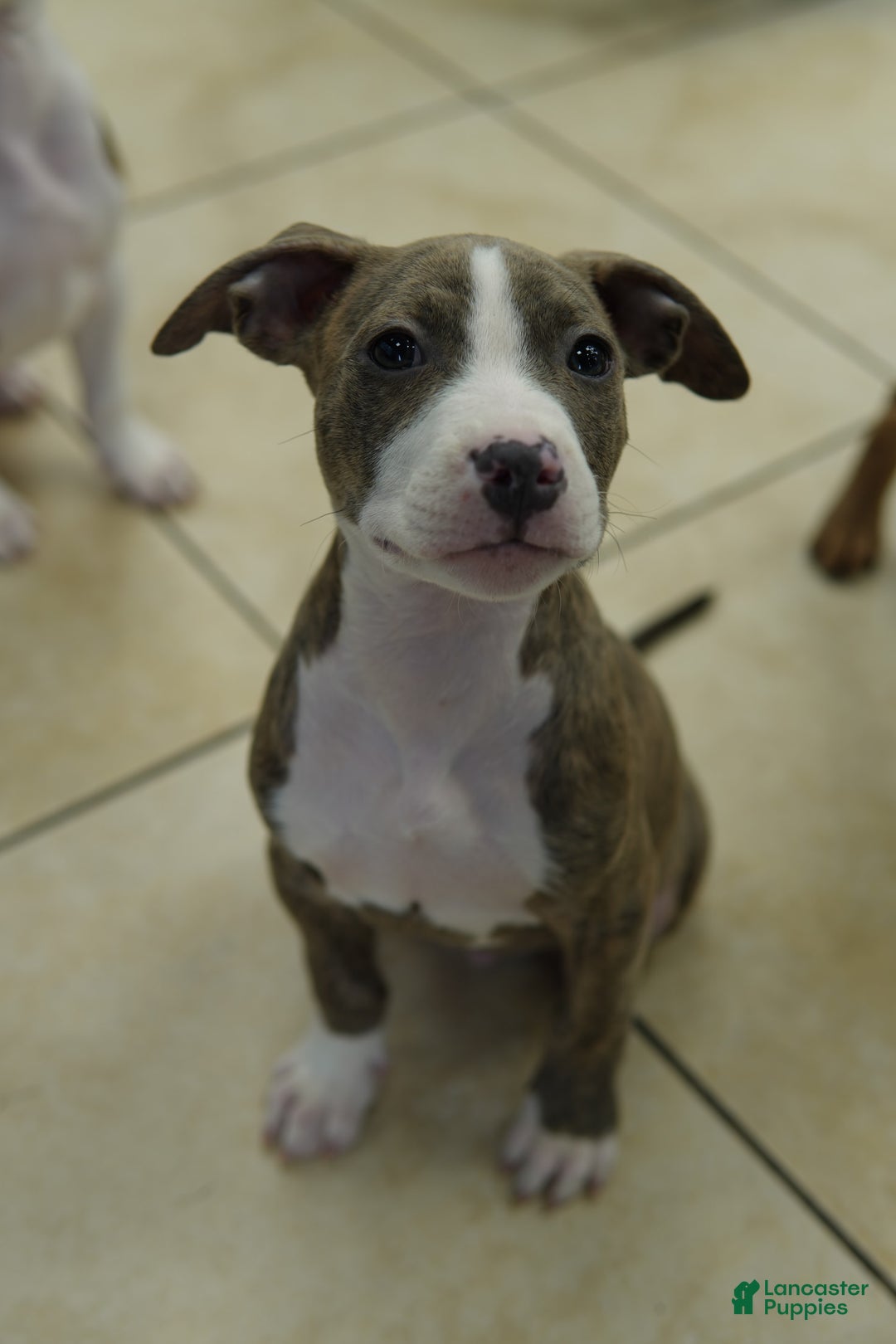 American Bully dogs for sale: Brody - Image 2