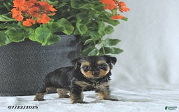 Yorkshire Terrier dogs for sale: Ken - Image 2