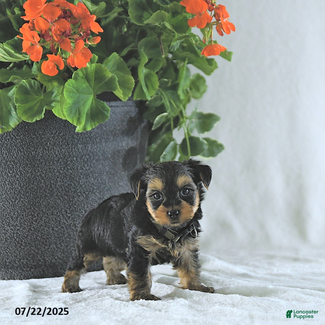 Yorkshire Terrier dogs for sale: Ken - Image 2