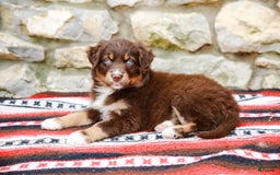 Australian Shepherd dogs for sale: Ocean - Image 1