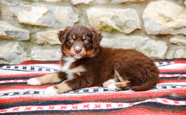 Australian Shepherd dogs for sale - Ad 1