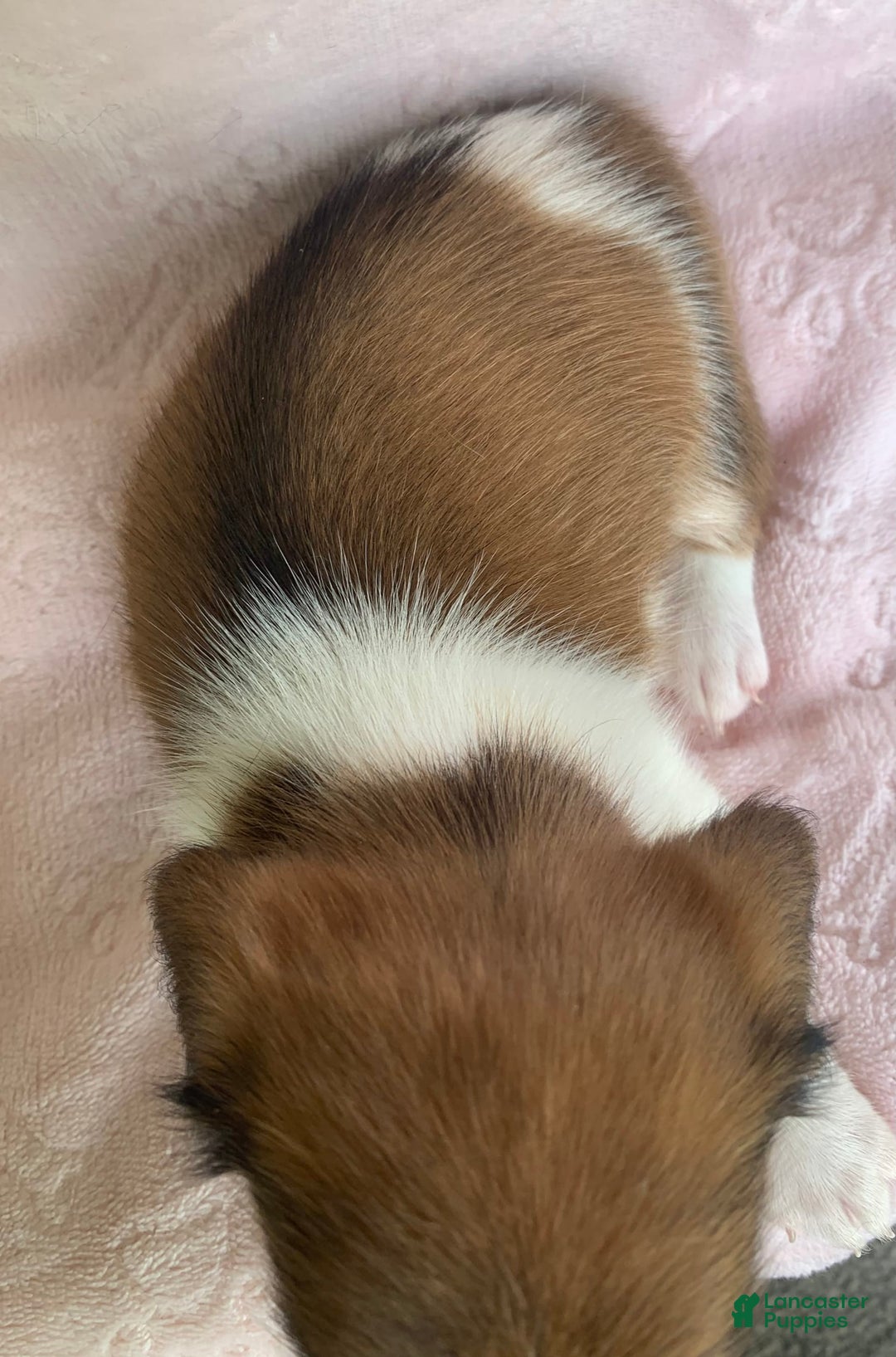Miniature Dachshund dogs for sale: Baby Clover - Image 8