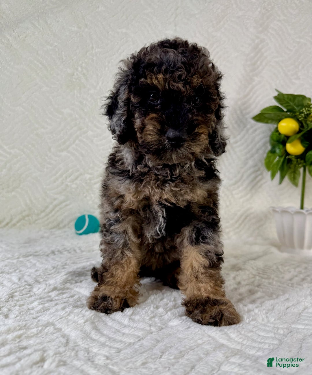 Cockapoo dogs for sale: Cockapoo 5 puppies - Image 1