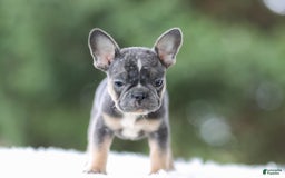 French Bulldog dogs for sale: Wendy - Image 6
