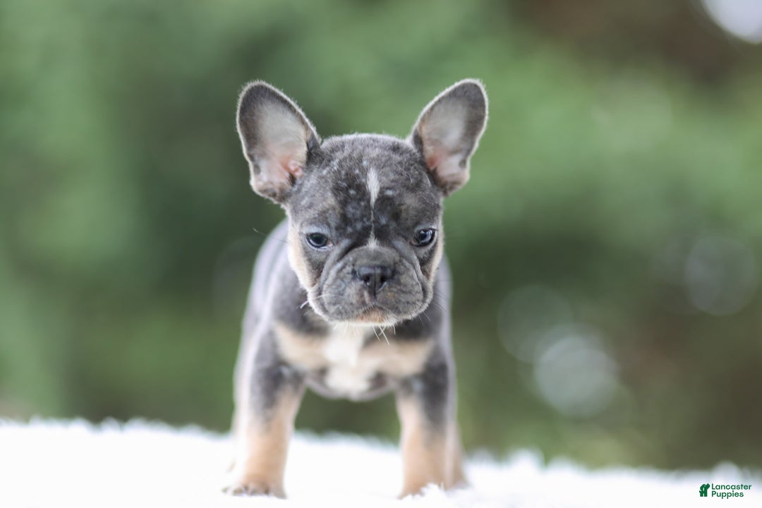 French Bulldog dogs for sale: Wendy - Image 6