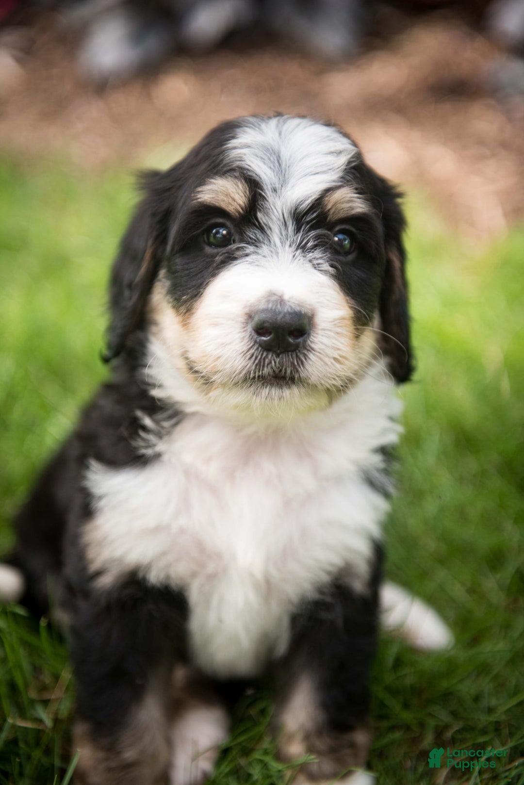 Bernedoodle dogs for sale: Rebel - Image 15