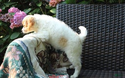 Miniature Poodle dogs for sale: Latisha - Image 5