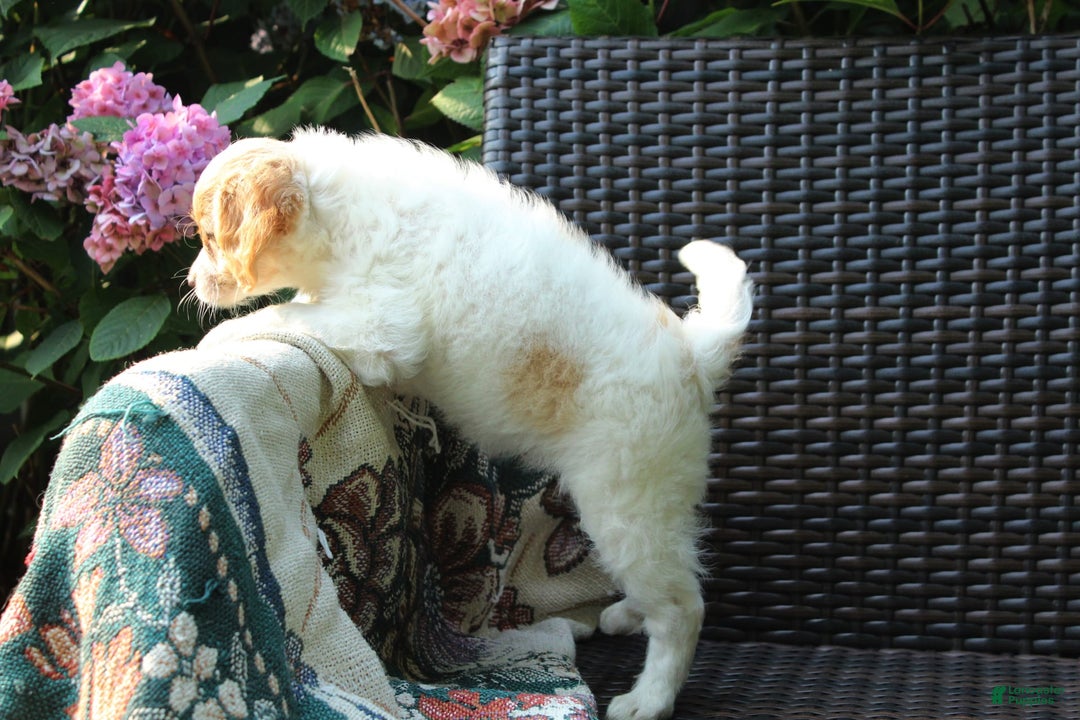 Miniature Poodle dogs for sale: Latisha - Image 5