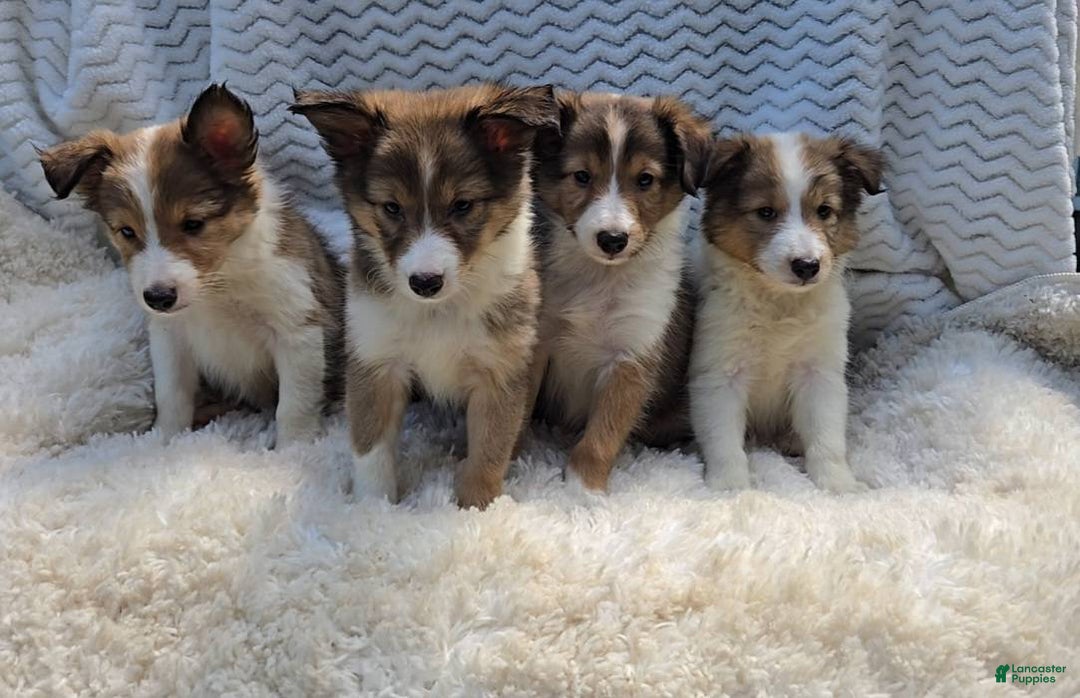 Shetland Sheepdog dogs for sale: Chandler - Image 1