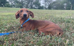 Miniature Dachshund dogs for sale: Griffin - Image 10