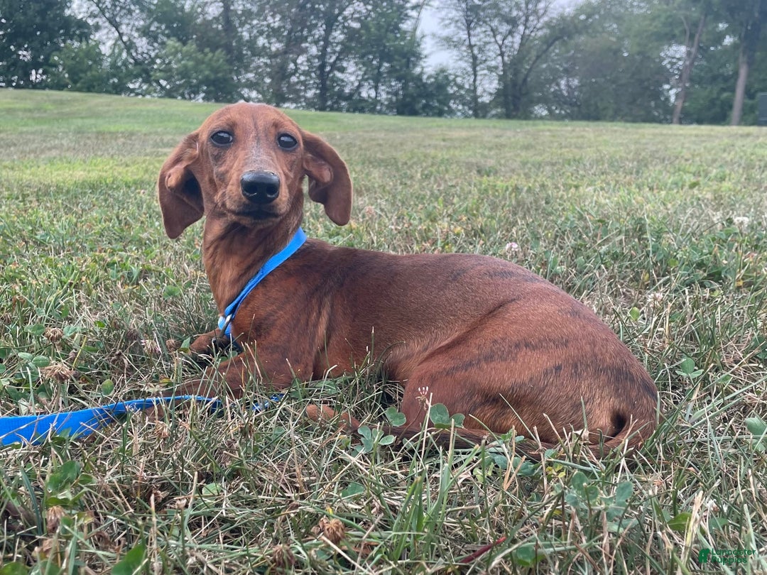 Miniature Dachshund dogs for sale: Griffin - Image 10