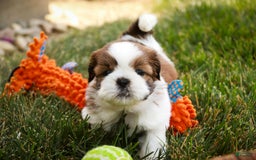 Shih Tzu dogs for sale: Brett - Image 8