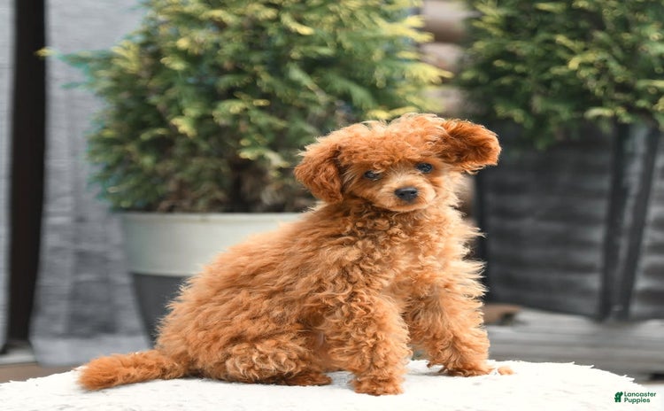 Cavapoo dogs for sale - Ad 1