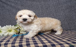 Havapoo dogs for sale: Kye - Image 3