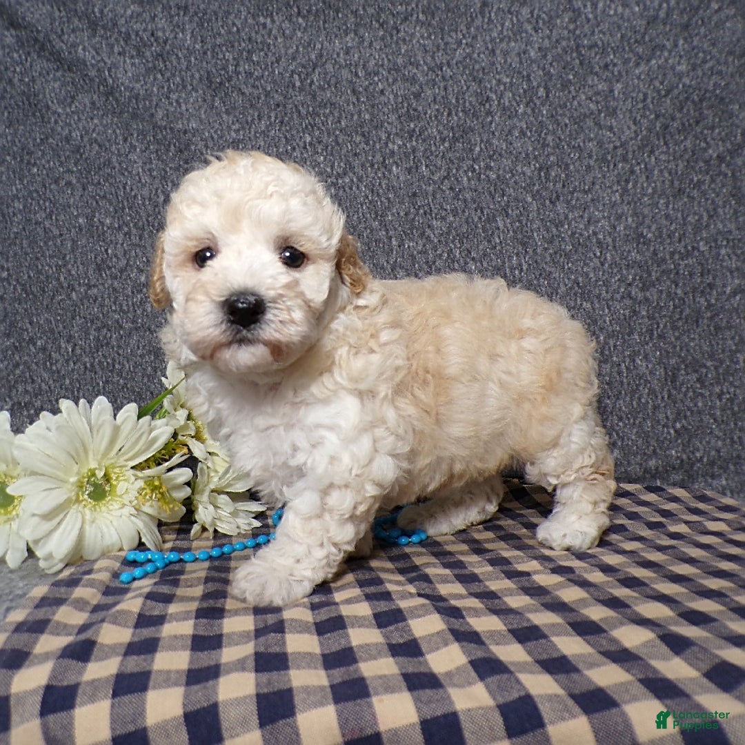 Havapoo dogs for sale: Kye - Image 3