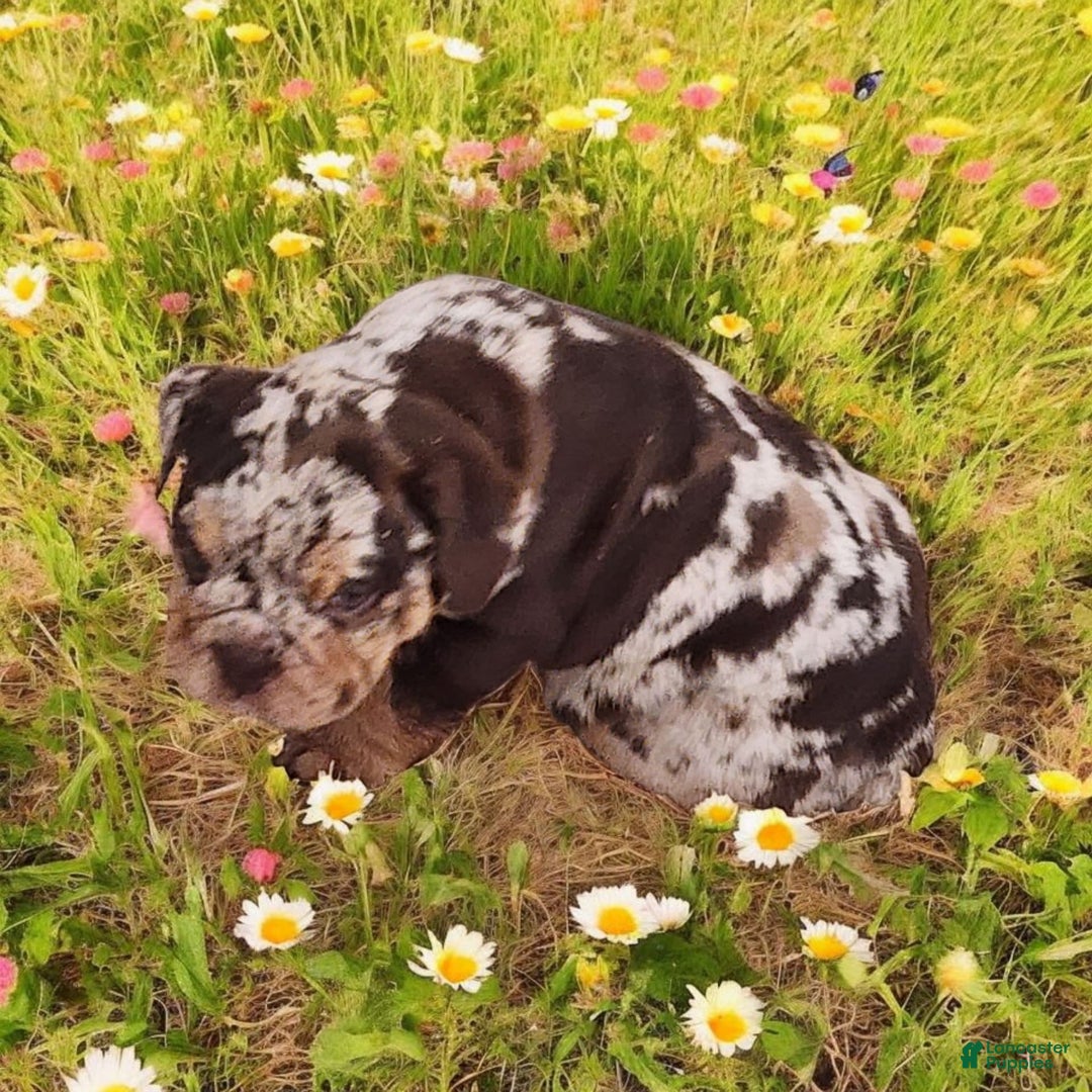 English Bulldog dogs for sale: Stoney - Image 8