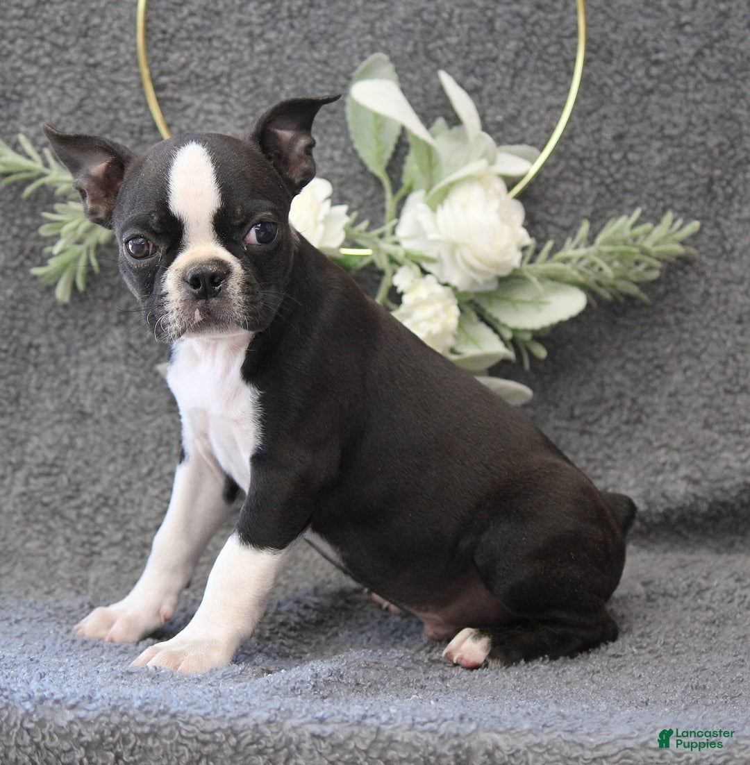 Boston Terrier dogs for sale: Zane - Image 3