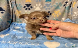 Chihuahua dogs for sale: Tobias Lavender Long Coat - Image 31