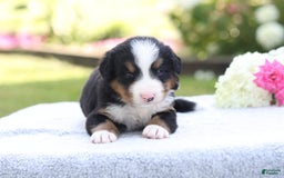 Bernese Mountain Dog dogs for sale: Parker AKC - Image 3