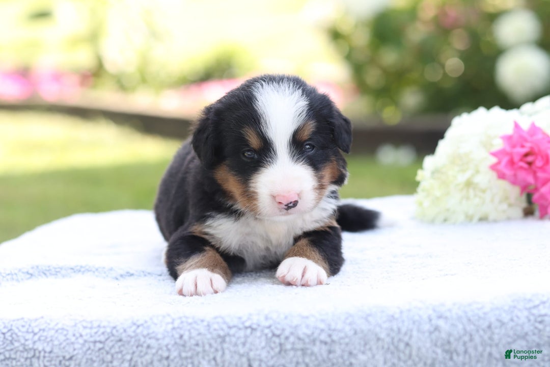 Bernese Mountain Dog dogs for sale: Parker AKC - Image 3