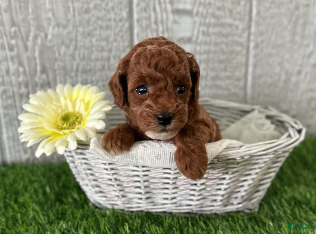 Miniature Poodle dogs for sale: Sheldon - Image 2