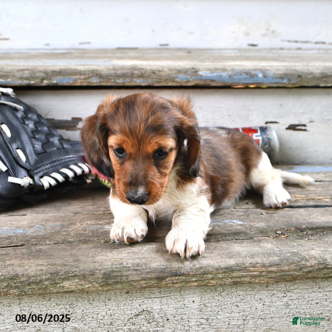 Miniature Dachshund dogs for sale: Carson - Image 4