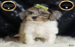 Yorkiepoo dogs for sale: Zeke - Image 1