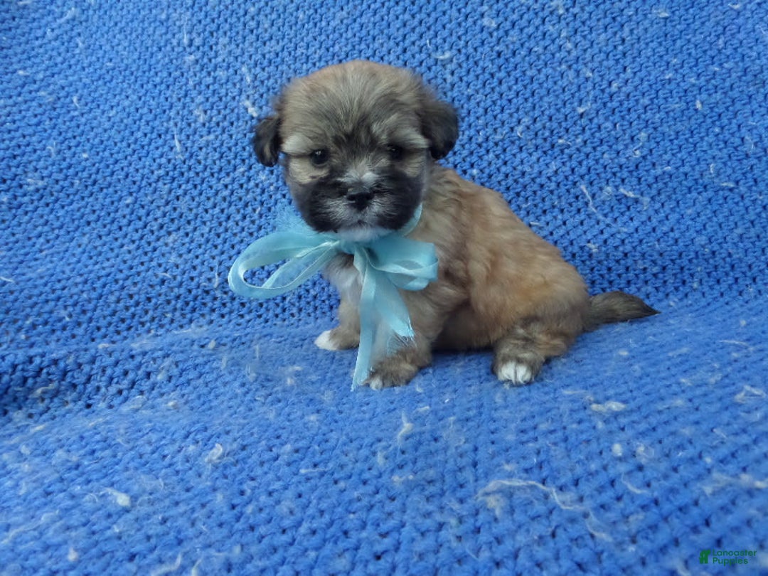 Morkie dogs for sale: Colt - Image 1