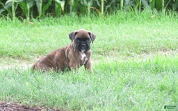 Boxer dogs for sale: Lakota - Image 1