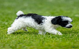 Toy Poodle dogs for sale: Oreo - Image 2