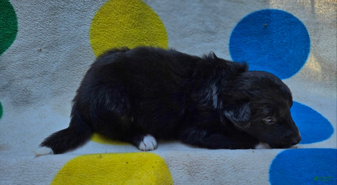 Border Collie dogs for sale: Francis - Image 17