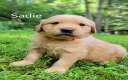 Golden Retriever dogs for sale: Sadie - Image 2