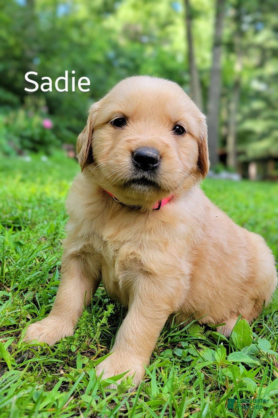 Golden Retriever dogs for sale: Sadie - Image 2