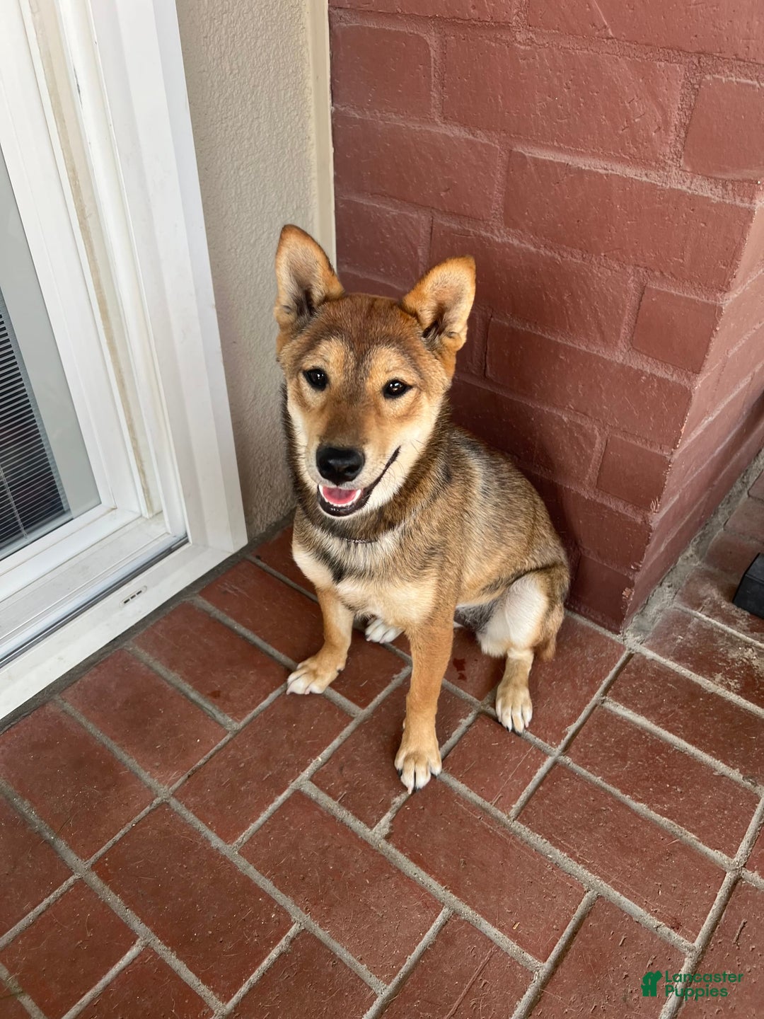 Shiba Inu dogs for sale: Tsuki - Image 1