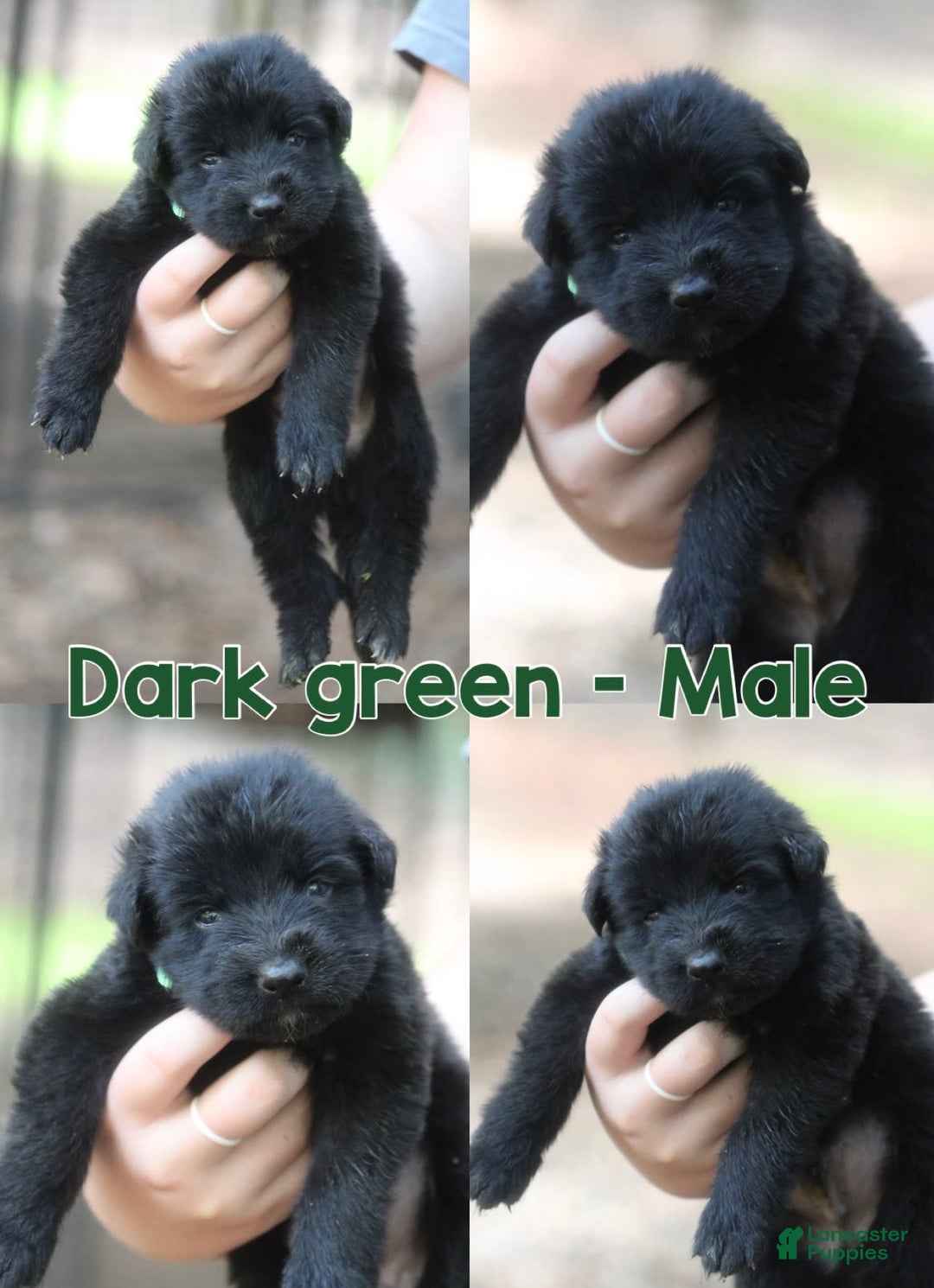 German Shepherd dogs for sale: Longhair Dark Green Male Solid Black - Image 1