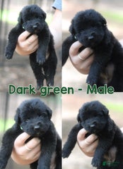 Longhair Dark Green Male Solid Black