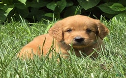 Goldendoodle dogs for sale: Raine - Image 3