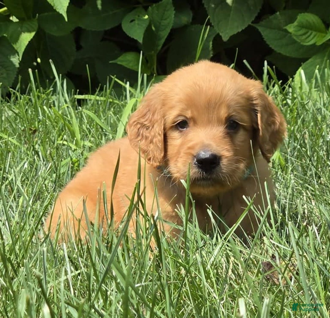 Goldendoodle dogs for sale: Raine - Image 3