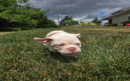 English Bulldog dogs for sale: Peaches - Image 1