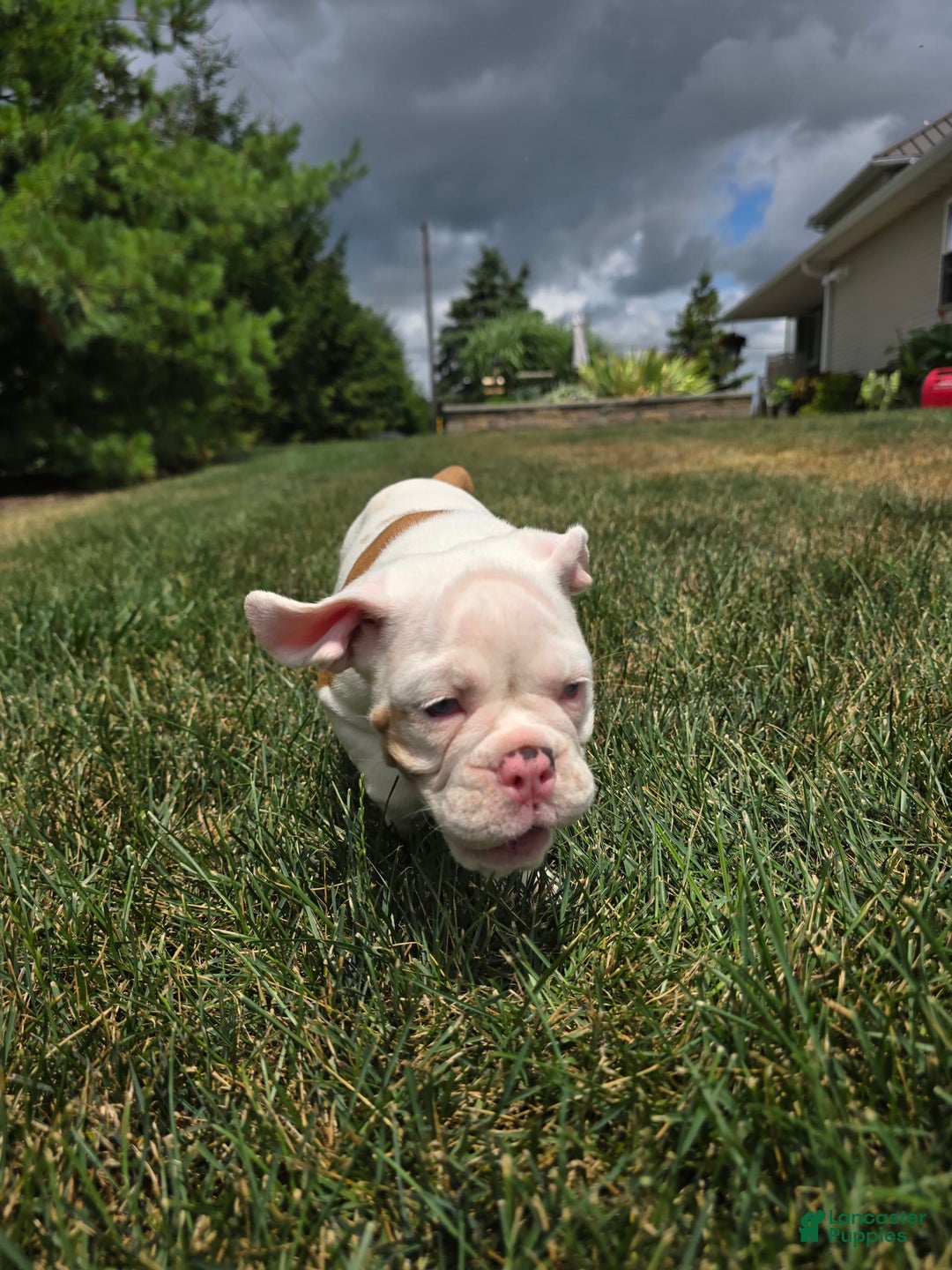 English Bulldog dogs for sale: Peaches - Image 1