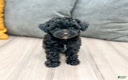 Yorkiepoo dogs for sale: Frisky - Image 4