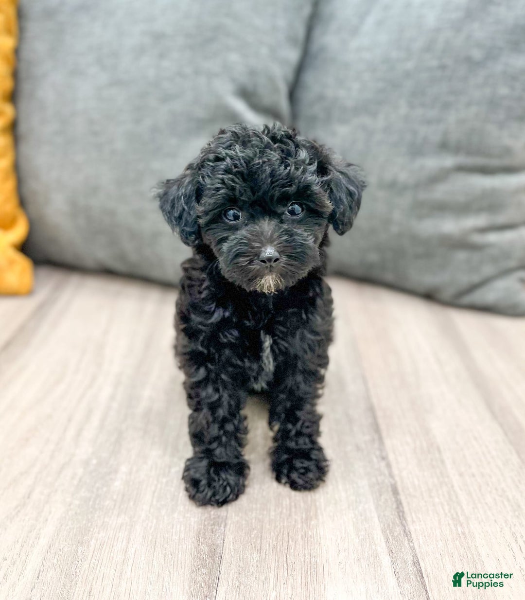 Yorkiepoo dogs for sale: Frisky - Image 4