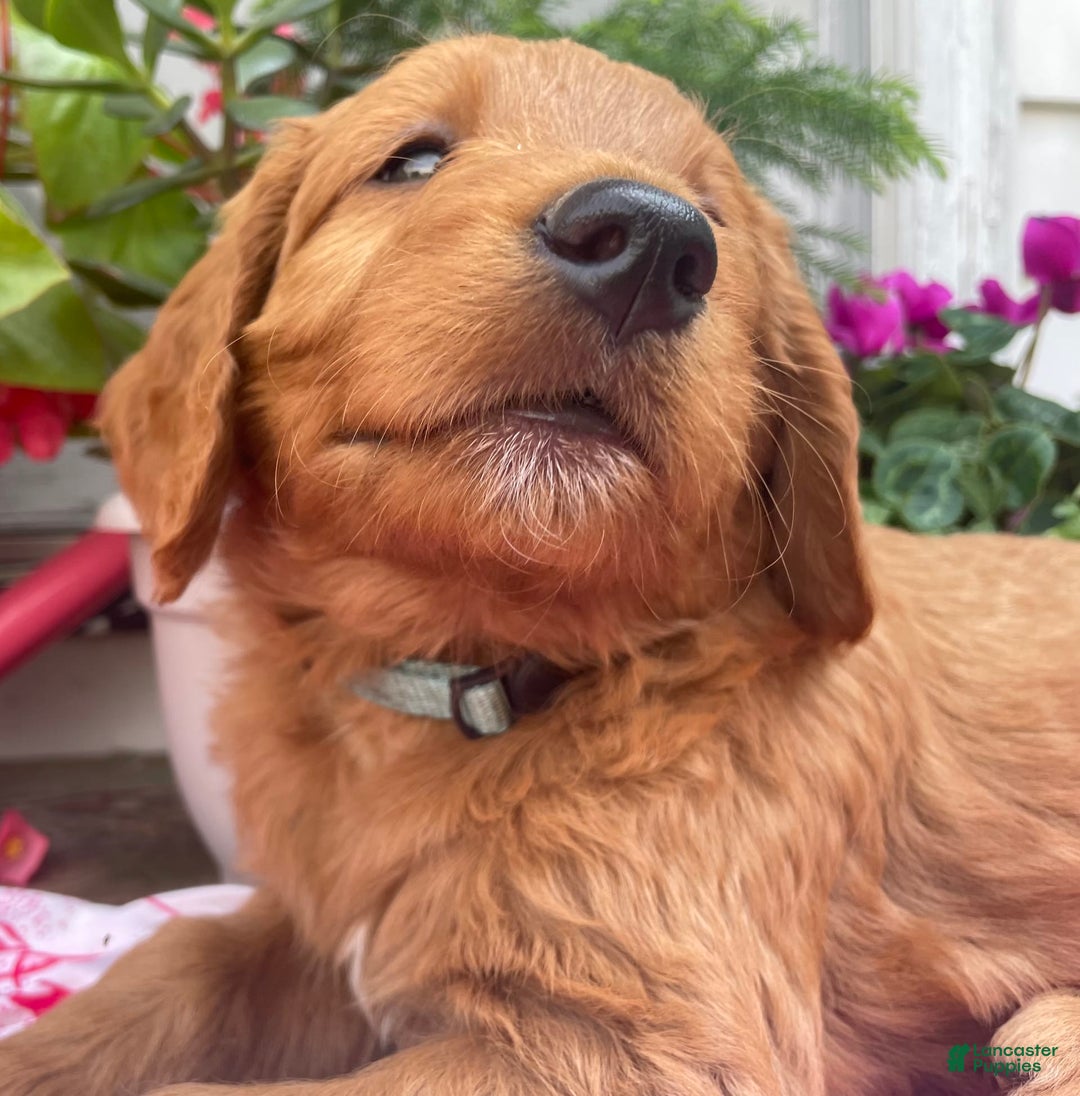 Goldendoodle dogs for sale: Coolidge - Image 4