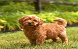 Mini Goldendoodle dogs for sale: Ruby - Image 1