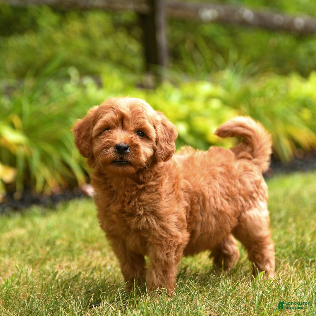 Mini Goldendoodle dogs for sale: Ruby - Image 1