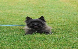 Cairn Terrier dogs for sale: Blackie - Image 3