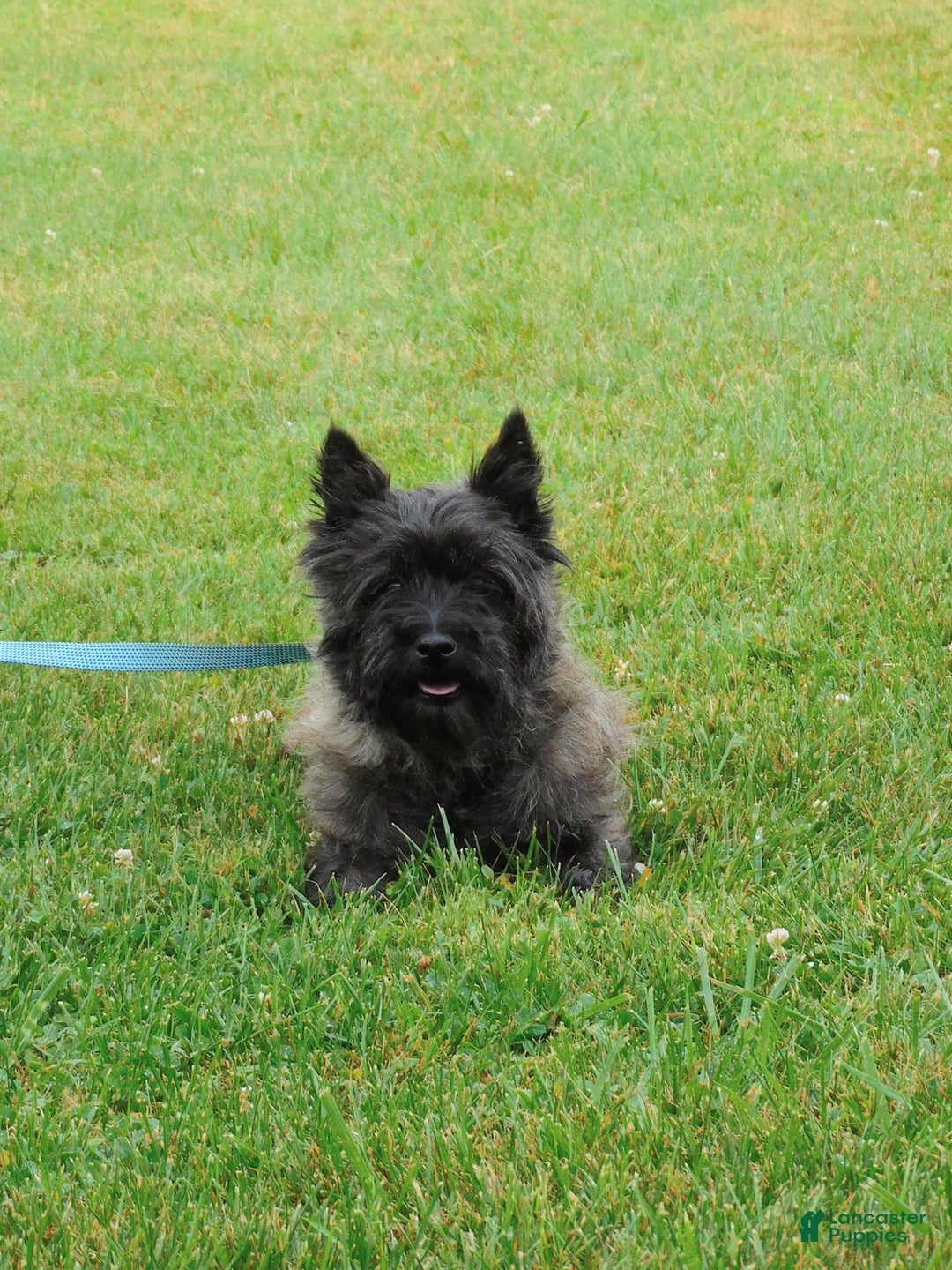 Cairn Terrier dogs for sale: Blackie - Image 3