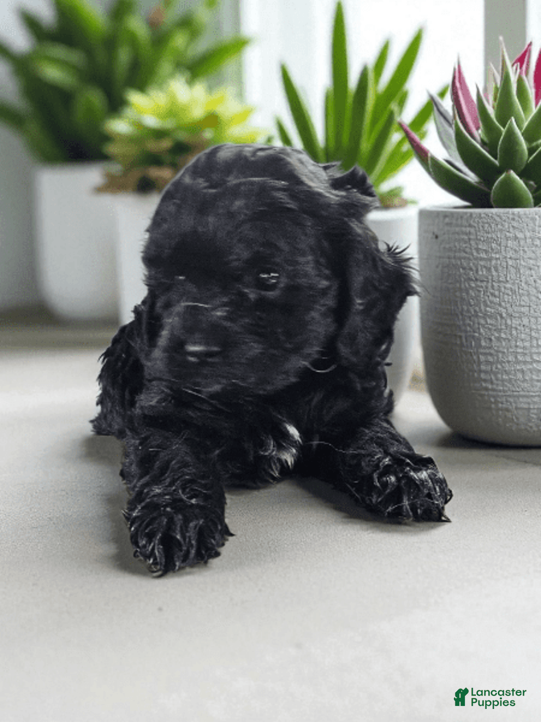 Cavapoo dogs for sale: Bruno - Image 1