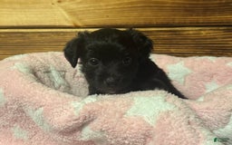 Mini Aussiedoodle dogs for sale: Ninja - Image 2